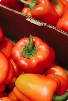 Harvested red and yellow sweet bell peppers in a display box