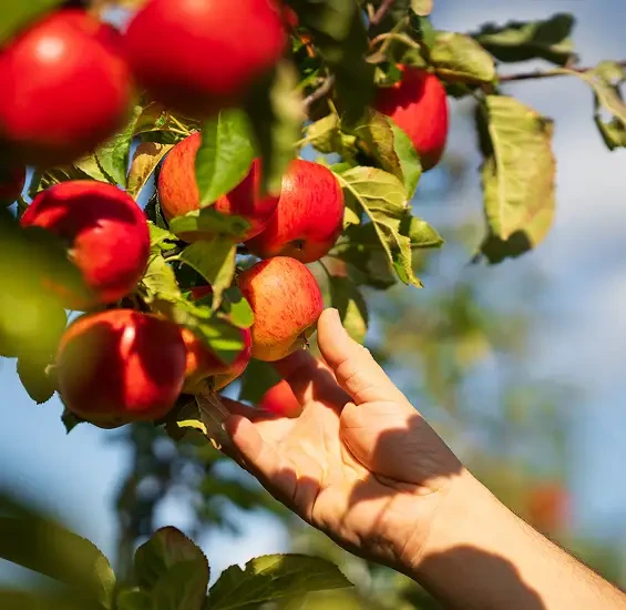Hand picking a ripe red apple from a tree