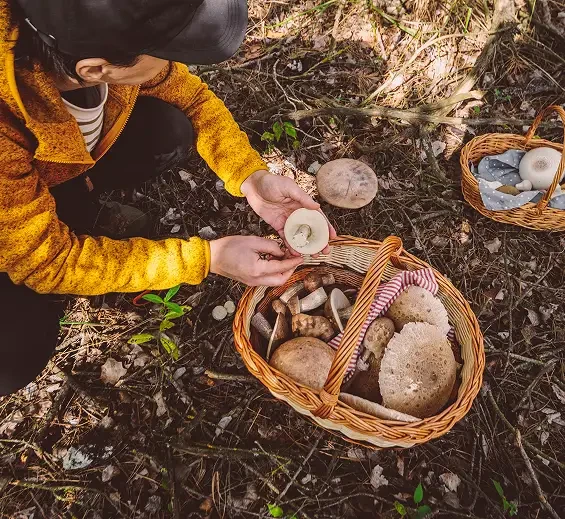 A person examining a mushroom beside baskets on the woodland floor