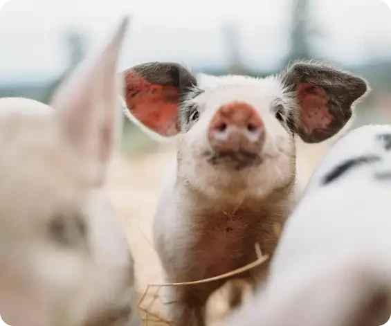 A spotted piglet looking through a group of pigs