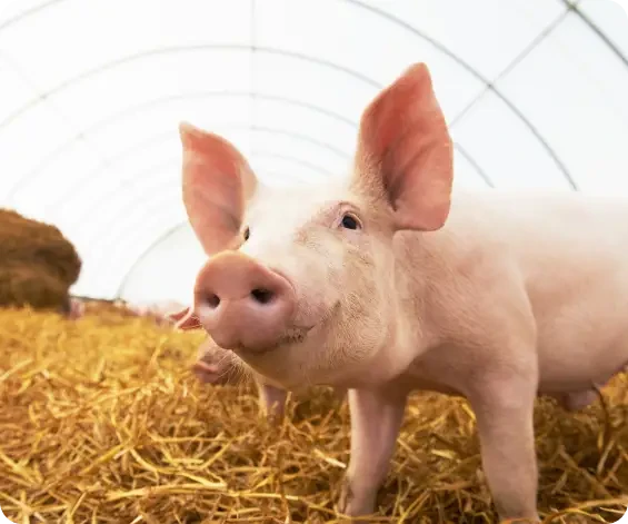 A pink pig standing on straw under a covered enclosure