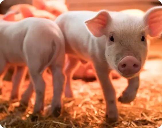 Pink piglets standing on straw in warm light