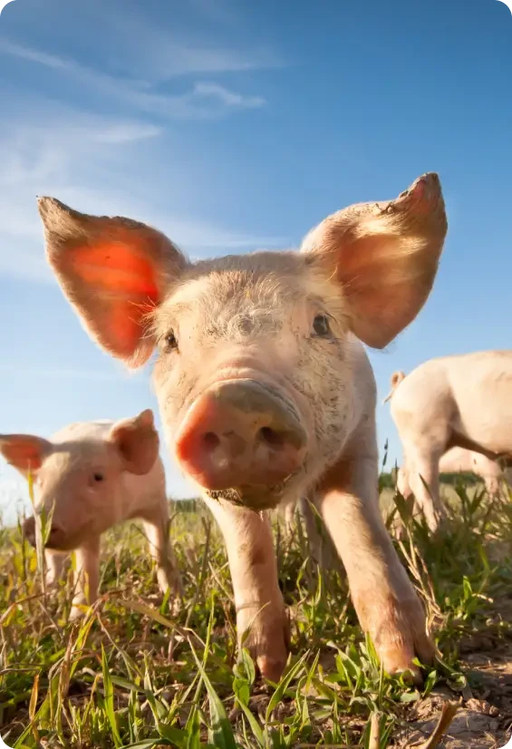 A muddy pig looking towards the camera in sunshine