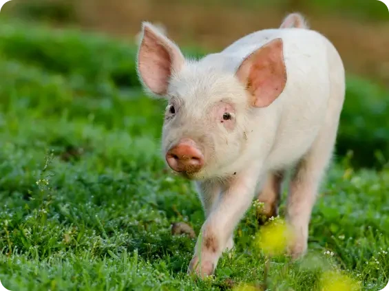 A young pig walking through green grass