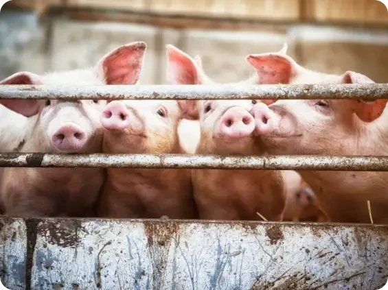 Pigs looking through the metal rails of a pen