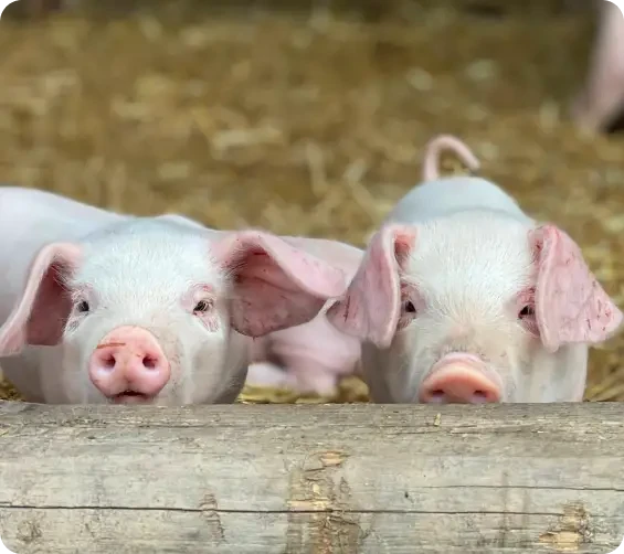 Two young pigs peering over a wooden barrier