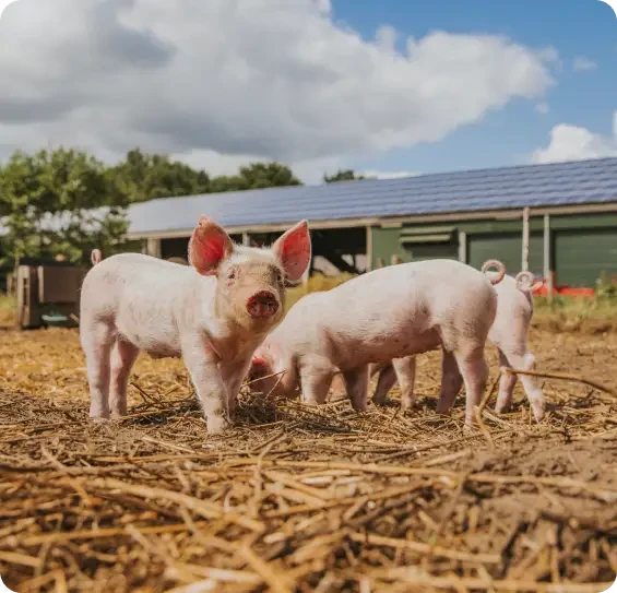 Young pigs standing on straw outside farm buildings