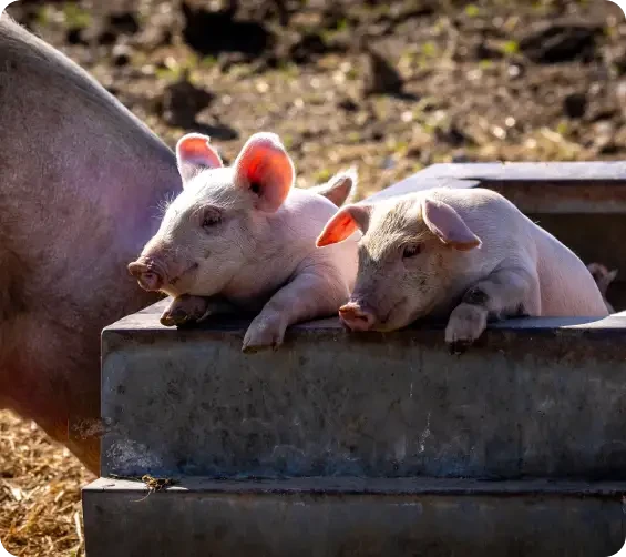 Two piglets resting on the edge of a trough