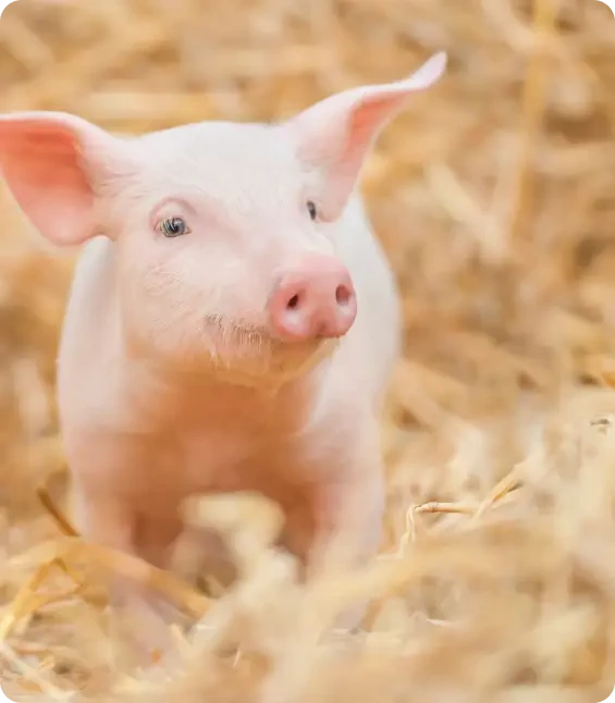 A pink piglet standing among straw