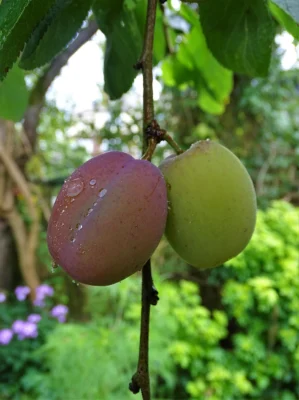 Two Victoria plums, one purple and one green, hanging among leaves