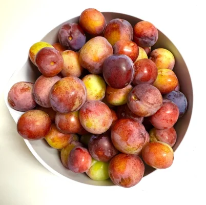A bowl of harvested Opal plums with yellow red and purple skins