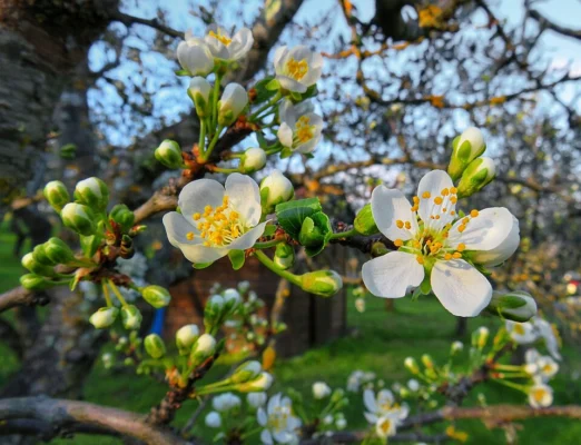 White European plum flowers and green buds on a branch