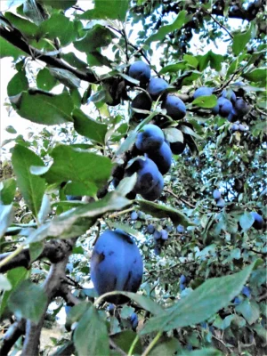 Ripe blue Stanley plums growing among green leaves