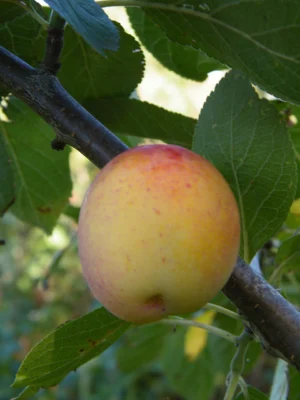 An unripe yellow green Victoria plum with a red flush on its skin