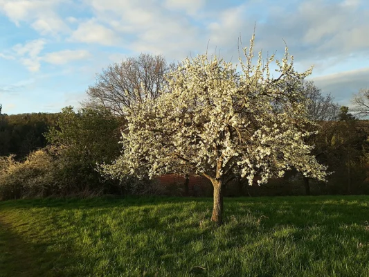 A European plum tree covered in white spring blossom in a grassy garden