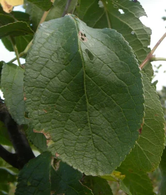 An oval green plum leaf with toothed edges and visible veins
