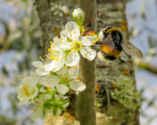 A bumblebee visiting white European plum flowers