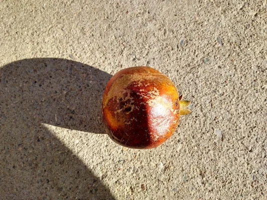 A single red pomegranate with its crown casting a shadow on a pale surface