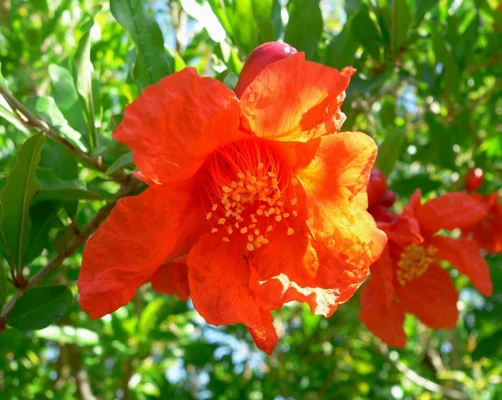 An open orange red pomegranate flower among narrow green leaves