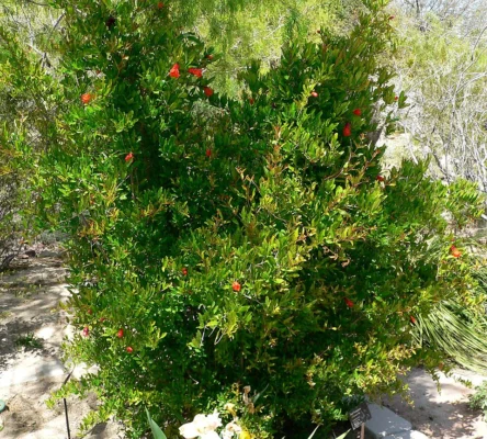 A compact rounded Nana pomegranate shrub with small red flowers