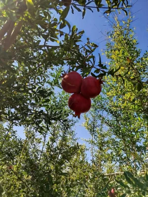 Three red pomegranates hanging from leafy branches against a blue sky