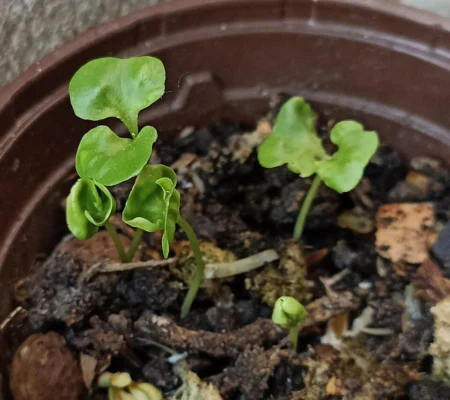 Young pomegranate seedlings growing together in a small pot