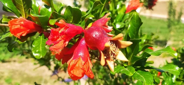 Orange red pomegranate flowers and buds on leafy branches