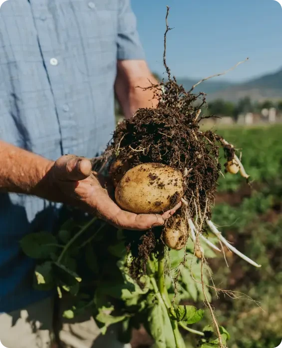 A person holding a freshly dug potato plant with roots and soil