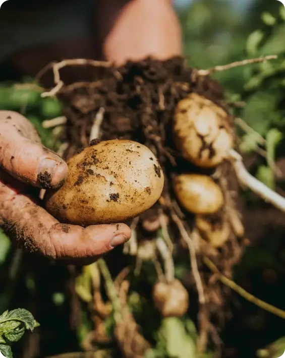 Freshly harvested potatoes held in muddy hands with roots and green foliage still attached