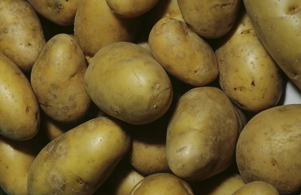 Harvested Charlotte potatoes with pale skins