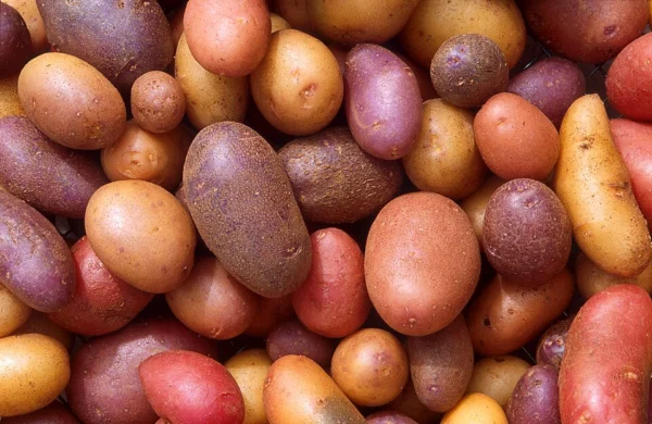 A mixed selection of harvested potatoes with different skin colours