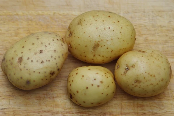 Four Maris Piper potato tubers on a plain surface