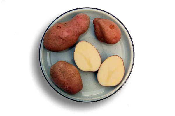 Pink skinned Sarpo Mira potatoes on a plate, including two cut halves