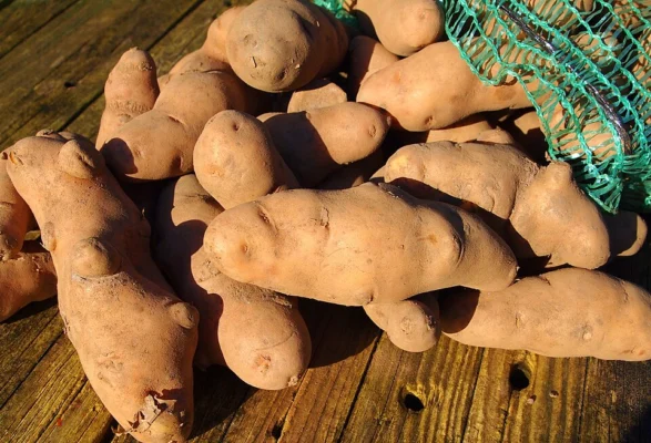 Long knobbly Pink Fir Apple potato tubers
