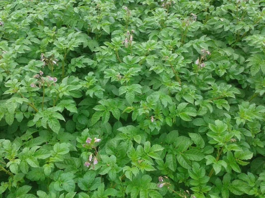 Dense Maris Piper potato foliage with small purple flowers