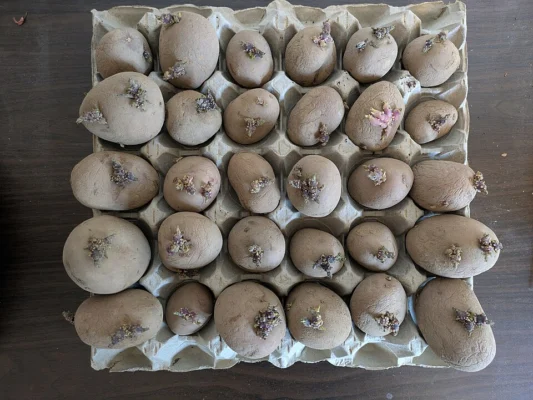 Seed potatoes with developing shoots arranged for chitting