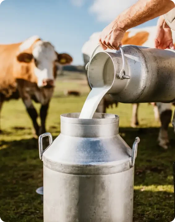 Milk being poured into a metal churn with cows in the background