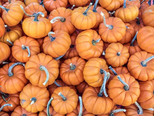 Miniature orange pumpkins