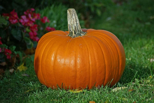 An orange pumpkin