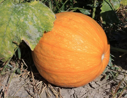 A pumpkin growing on its vine