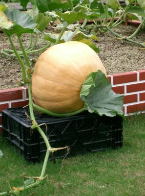 Atlantic Giant pumpkin