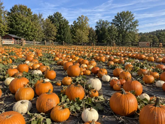 Orange and white pumpkins spread across an outdoor field display