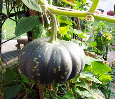Green pumpkin hanging from its thick stalk