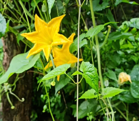 Yellow pumpkin flowers