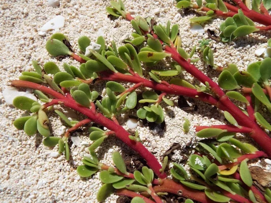 Red branching purslane stems with fleshy green leaves spreading over light soil