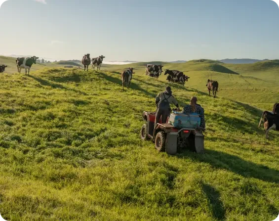 People riding a quad bike through a field of cattle