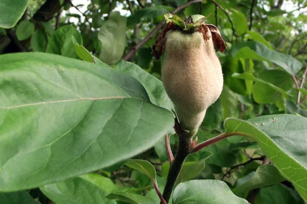A young downy quince fruit with dried flower parts among green leaves