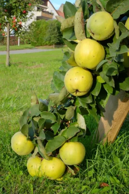 Several developing yellow green quinces on a leafy branch