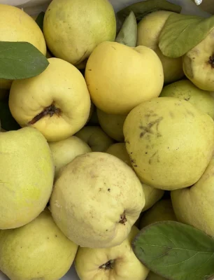 A pile of harvested yellow quinces with a few green leaves