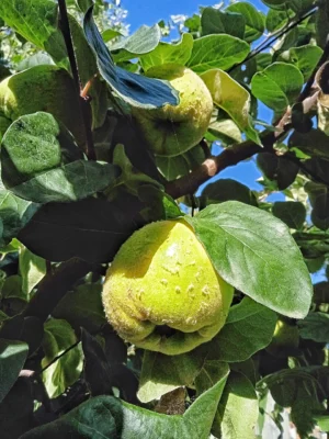 Greenish yellow quinces hanging among leaves against a blue sky